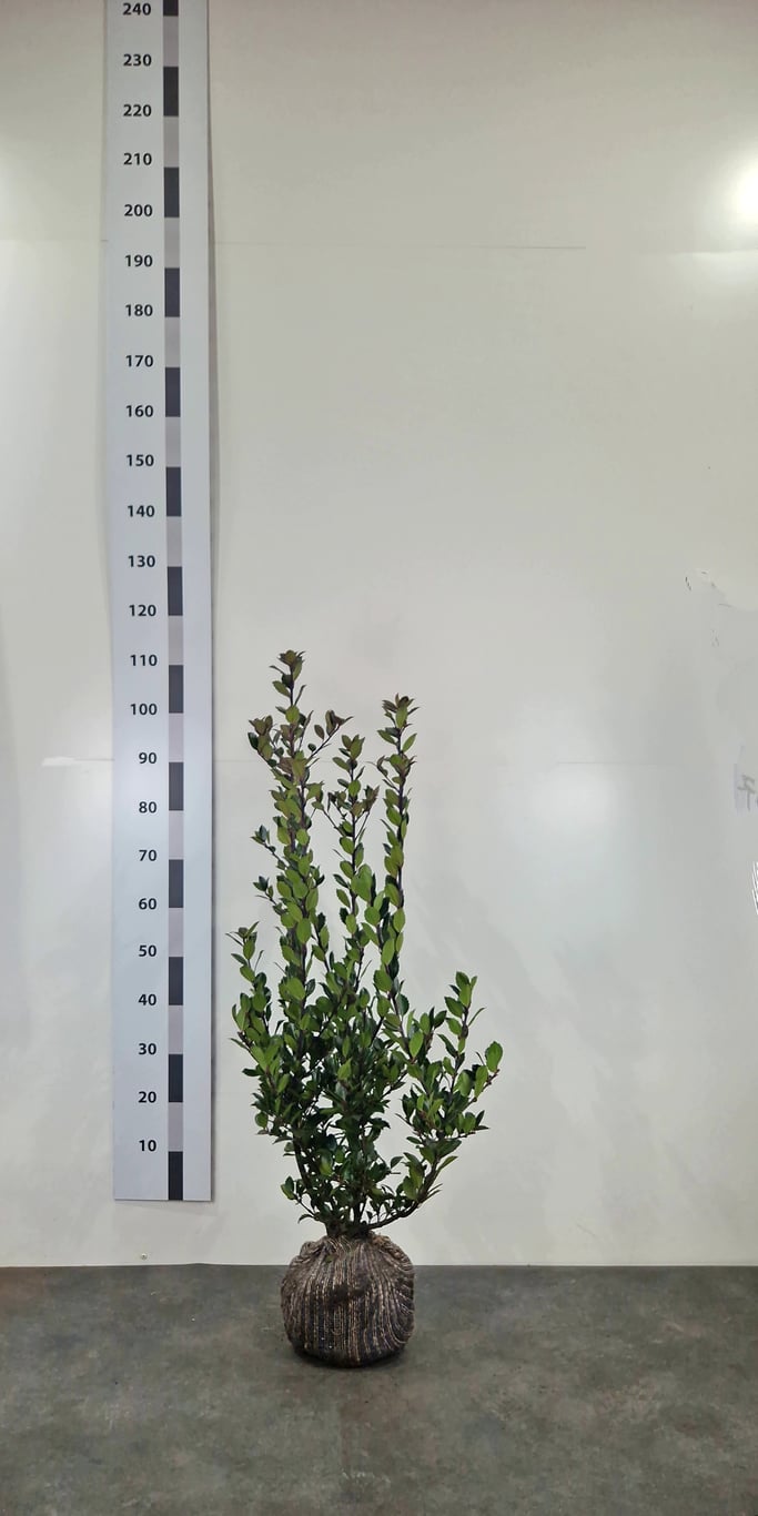 Ilex meserveae 'Heckenblau' - 60-80 CM RB